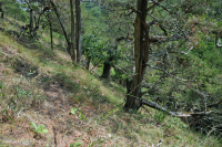 Esquisto calcáreo de los Apalaches centrales - CEGL006037 (en parte) Esquisto calcáreo de los Apalaches centrales - CEGL006037 (en parte)