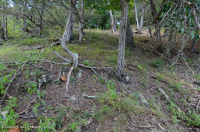 Esquisto calcáreo de los Apalaches centrales - CEGL006037 (en parte) Esquisto calcáreo de los Apalaches centrales - CEGL006037 (en parte)