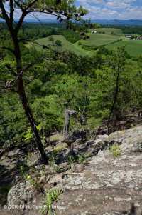 Esquisto de los Apalaches Centrales Baldío (Tipo Norte) – CEGL006288 Esquisto de los Apalaches Centrales Baldío (Tipo Norte) – CEGL006288