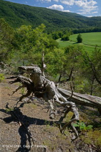 Esquisto de los Apalaches Centrales Baldío (Tipo Norte) – CEGL006288 Esquisto de los Apalaches Centrales Baldío (Tipo Norte) – CEGL006288