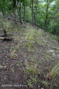 Esquisto de los Apalaches Centrales Baldío (Tipo Norte) – CEGL006288 Esquisto de los Apalaches Centrales Baldío (Tipo Norte) – CEGL006288