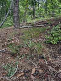Bosque de esquisto xérico de los Apalaches centrales (roble castaño / tipo de hierbas mixtas) – CEGL008526 Bosque de esquisto xérico de los Apalaches centrales (roble castaño / tipo de hierbas mixtas) – CEGL008526