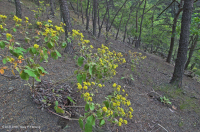 Esquisto de los Apalaches Centrales Baldío (Tipo Norte) – CEGL006288 Esquisto de los Apalaches Centrales Baldío (Tipo Norte) – CEGL006288