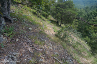 Esquisto calcáreo de los Apalaches centrales - CEGL006037 (en parte) Esquisto calcáreo de los Apalaches centrales - CEGL006037 (en parte)