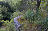 Roble Chinquapin de los Apalaches Centrales - Bosque de cedro rojo oriental - CEGL006231 Roble Chinquapin de los Apalaches Centrales - Bosque de cedro rojo oriental - CEGL006231