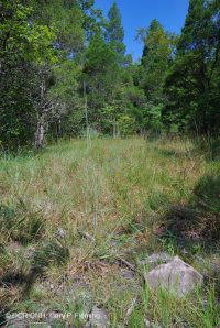 Caliza / Dolomita estéril (tipo de cresta sur y valle) – CEGL005131 Caliza / Dolomita estéril (tipo de cresta sur y valle) – CEGL005131