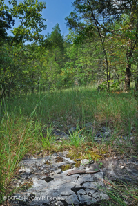 Caliza / Dolomita estéril (tipo de cresta sur y valle) – CEGL005131 Caliza / Dolomita estéril (tipo de cresta sur y valle) – CEGL005131