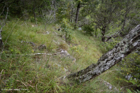 Caliza / Dolomita estéril (tipo de cresta sur y valle) – CEGL005131 Caliza / Dolomita estéril (tipo de cresta sur y valle) – CEGL005131