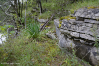 Caliza / Dolomita estéril (tipo de cresta sur y valle) – CEGL005131 Caliza / Dolomita estéril (tipo de cresta sur y valle) – CEGL005131