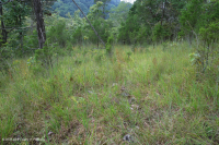 Caliza / Dolomita estéril (tipo de cresta sur y valle) – CEGL005131 Caliza / Dolomita estéril (tipo de cresta sur y valle) – CEGL005131