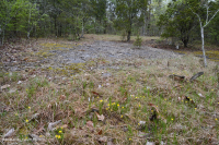 Caliza / Dolomita estéril (tipo de cresta sur y valle) - CEGL005131 Caliza / Dolomita estéril (tipo de cresta sur y valle) - CEGL005131