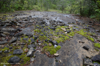 Caliza / Dolomita estéril (tipo de cresta sur y valle) - CEGL005131 Caliza / Dolomita estéril (tipo de cresta sur y valle) - CEGL005131