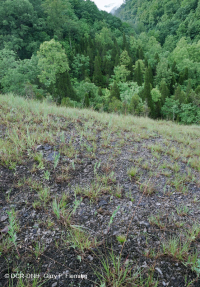 Piedra caliza / dolomita estéril (tipo de ladera de cresta y valle) – CEGL004738 Piedra caliza / dolomita estéril (tipo de ladera de cresta y valle) – CEGL004738