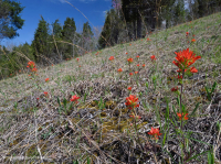 Piedra caliza / dolomita estéril (tipo de ladera de cresta y valle) – CEGL004738 Piedra caliza / dolomita estéril (tipo de ladera de cresta y valle) – CEGL004738