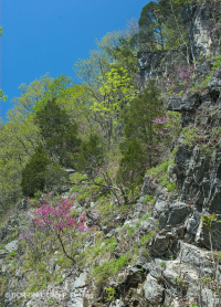 Roble Chinquapin de los Apalaches Centrales - Bosque de cedro rojo oriental - CEGL006231 Roble Chinquapin de los Apalaches Centrales - Bosque de cedro rojo oriental - CEGL006231