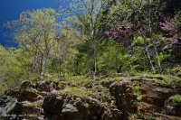 Roble Chinquapin de los Apalaches Centrales - Bosque de cedro rojo oriental - CEGL006231 Roble Chinquapin de los Apalaches Centrales - Bosque de cedro rojo oriental - CEGL006231
