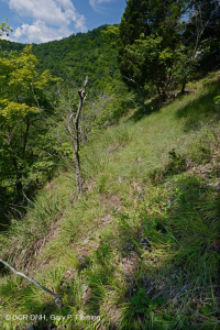 Bosque de Dolostone de Cresta y Valle - CEGL006030 Bosque de Dolostone de Cresta y Valle - CEGL006030