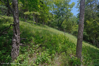 Bosque de Dolostone de Cresta y Valle - CEGL006030 Bosque de Dolostone de Cresta y Valle - CEGL006030