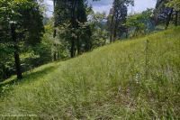 Bosque de Dolostone de Cresta y Valle - CEGL006030 Bosque de Dolostone de Cresta y Valle - CEGL006030