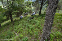 Bosque de Dolostone de Cresta y Valle - CEGL006030 Bosque de Dolostone de Cresta y Valle - CEGL006030