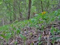 Bosque de Dolostone de Cresta y Valle - CEGL006030 Bosque de Dolostone de Cresta y Valle - CEGL006030