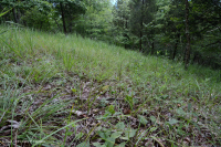 Bosque de Dolostone de Cresta y Valle - CEGL006030 Bosque de Dolostone de Cresta y Valle - CEGL006030