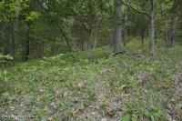 Bosque de Dolostone de Cresta y Valle - CEGL006030 Bosque de Dolostone de Cresta y Valle - CEGL006030