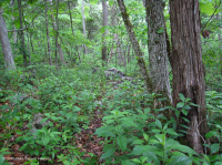 Roble Chinquapin de los Apalaches Centrales - Bosque de cedro rojo oriental - CEGL006231 Roble Chinquapin de los Apalaches Centrales - Bosque de cedro rojo oriental - CEGL006231