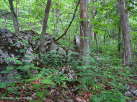 Roble Chinquapin de los Apalaches Centrales - Bosque de cedro rojo oriental - CEGL006231 Roble Chinquapin de los Apalaches Centrales - Bosque de cedro rojo oriental - CEGL006231