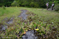 Piedra caliza anual Flatrock Barren – CEGL007073 Piedra caliza anual Flatrock Barren – CEGL007073