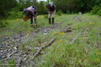Piedra caliza anual Flatrock Barren – CEGL007073 Piedra caliza anual Flatrock Barren – CEGL007073
