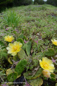 Piedra caliza anual Flatrock Barren – CEGL007073 Piedra caliza anual Flatrock Barren – CEGL007073