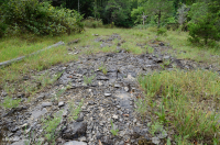 Piedra caliza anual Flatrock Barren – CEGL007073 Piedra caliza anual Flatrock Barren – CEGL007073
