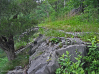 Roble Chinquapin de los Apalaches Centrales - Bosque de cedro rojo oriental - CEGL006231 Roble Chinquapin de los Apalaches Centrales - Bosque de cedro rojo oriental - CEGL006231