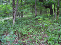 Roble Chinquapin de los Apalaches Centrales - Bosque de cedro rojo oriental - CEGL006231 Roble Chinquapin de los Apalaches Centrales - Bosque de cedro rojo oriental - CEGL006231