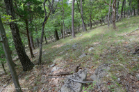 Roble Chinquapin de los Apalaches Centrales - Bosque de cedro rojo oriental - CEGL006231 Roble Chinquapin de los Apalaches Centrales - Bosque de cedro rojo oriental - CEGL006231