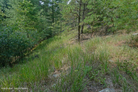 Bosque ultramáfico de Southern Blue Ridge - CEGL004968 Bosque ultramáfico de Southern Blue Ridge - CEGL004968