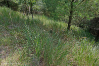 Bosque ultramáfico de Southern Blue Ridge - CEGL004968 Bosque ultramáfico de Southern Blue Ridge - CEGL004968