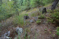 Bosque ultramáfico de Southern Blue Ridge - CEGL004968 Bosque ultramáfico de Southern Blue Ridge - CEGL004968