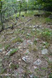 Bosque ultramáfico de Southern Blue Ridge - CEGL004968 Bosque ultramáfico de Southern Blue Ridge - CEGL004968