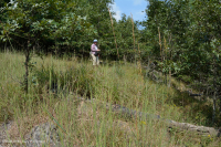 Bosque ultramáfico de Southern Blue Ridge - CEGL004968 Bosque ultramáfico de Southern Blue Ridge - CEGL004968