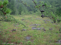 Baldío ultramáfico del sur de Piamonte – CEGL006084 Baldío ultramáfico del sur de Piamonte – CEGL006084