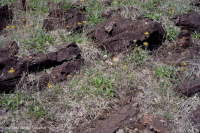 Baldío ultramáfico del sur de Piamonte – CEGL006084 Baldío ultramáfico del sur de Piamonte – CEGL006084