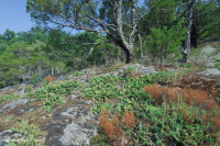 Piamonte Baldío Máfico – CEGL006294 Piamonte Baldío Máfico – CEGL006294