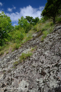 Apalaches centrales Máficos / Baldíos calcáreos (tipo de elevación media) – CEGL008529 Apalaches centrales Máficos / Baldíos calcáreos (tipo de elevación media) – CEGL008529