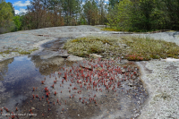 Roca plana granítica de Piamonte - CEGL003857 Roca plana granítica de Piamonte - CEGL003857