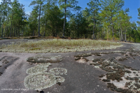 Roca plana granítica de Piamonte - CEGL003857 Roca plana granítica de Piamonte - CEGL003857