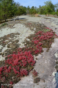 Roca plana granítica de Piamonte - CEGL003857 Roca plana granítica de Piamonte - CEGL003857