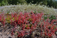 Roca plana granítica de Piamonte - CEGL003857 Roca plana granítica de Piamonte - CEGL003857