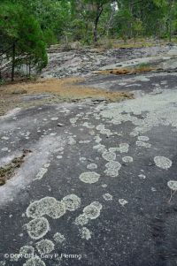 Roca plana granítica de Piamonte - CEGL003857 Roca plana granítica de Piamonte - CEGL003857